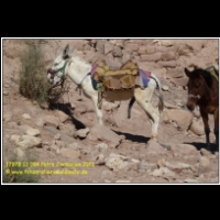 17978 12 094 Petra Jordanien 2011.jpg